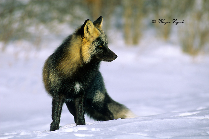 Cross Fox 117 by Dr. Wayne Lynch &copy;